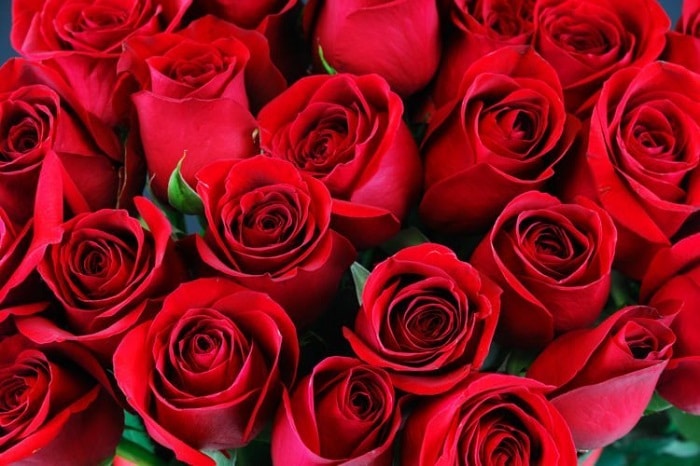 [BST] Hình ảnh hoa hồng đẹp nhất khiến triệu người mê mẩn