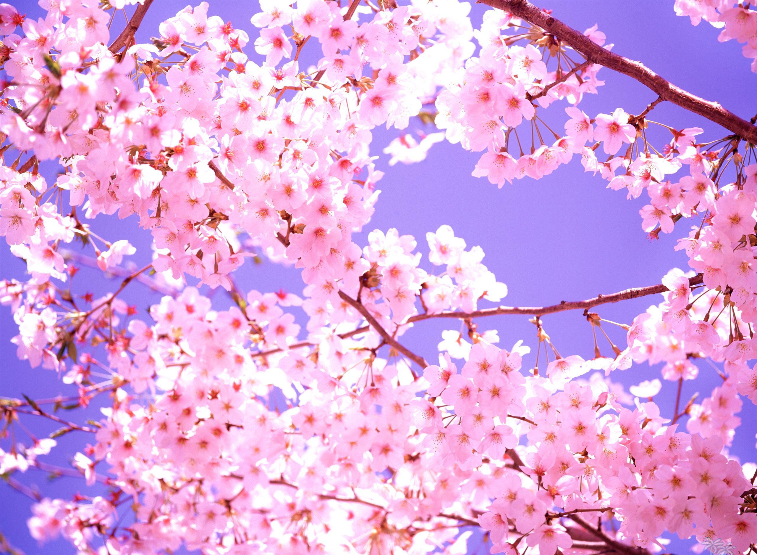 Ngất ngây cùng chùm hình ảnh hoa anh đào Nhật Bản tuyệt đẹp