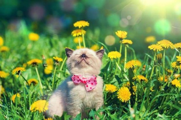 999+ Hình ảnh mèo con dễ thương và đáng yêu nhất thế giới