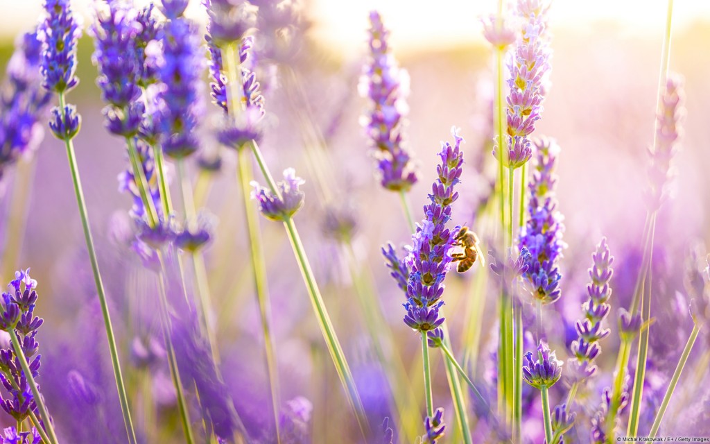 Hướng dẫn cách hình nền hoa lavender cho điện thoại Đẹp nhất