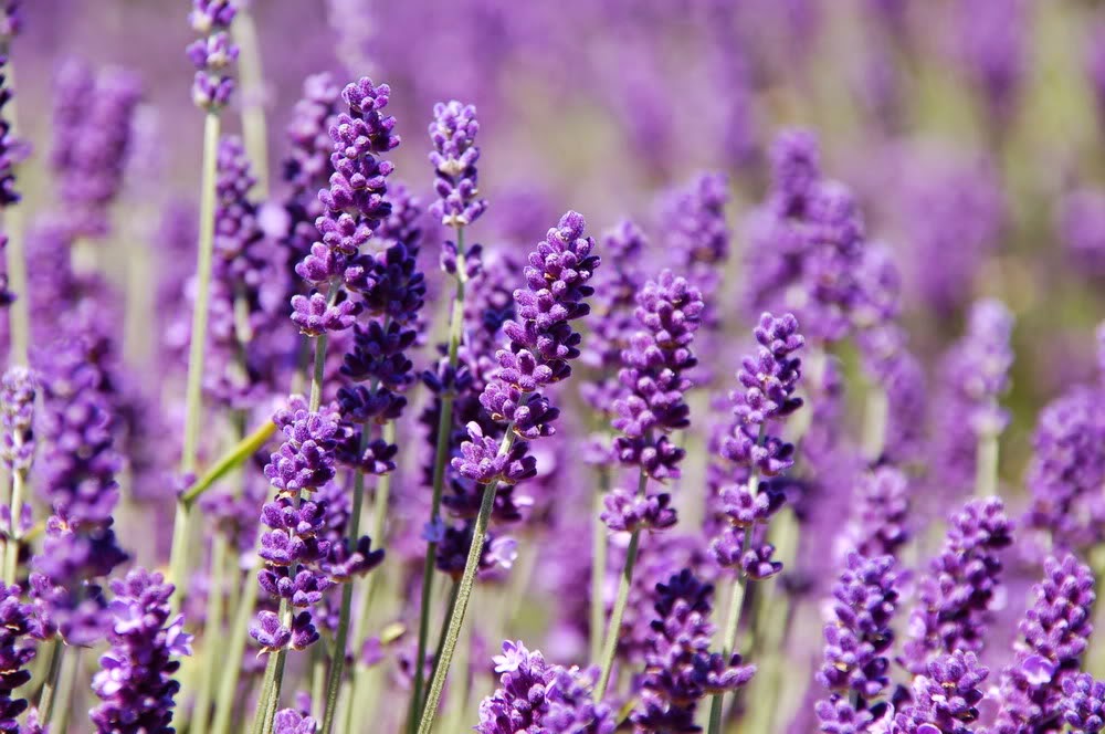 Hoa Lavender Ảnh nền  Tải xuống điện thoại di động của bạn từ PHONEKY