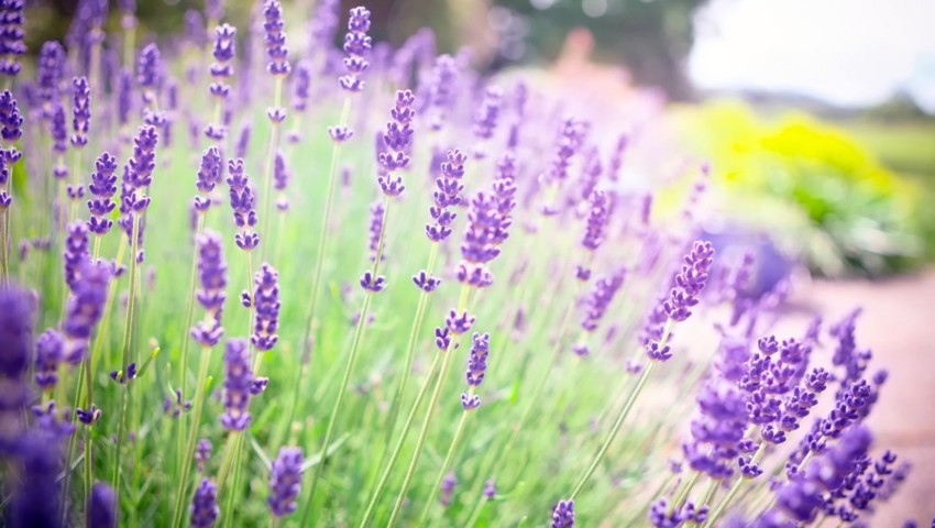 Chi tiết hơn 74 về hình nền hoa lavender  cdgdbentreeduvn
