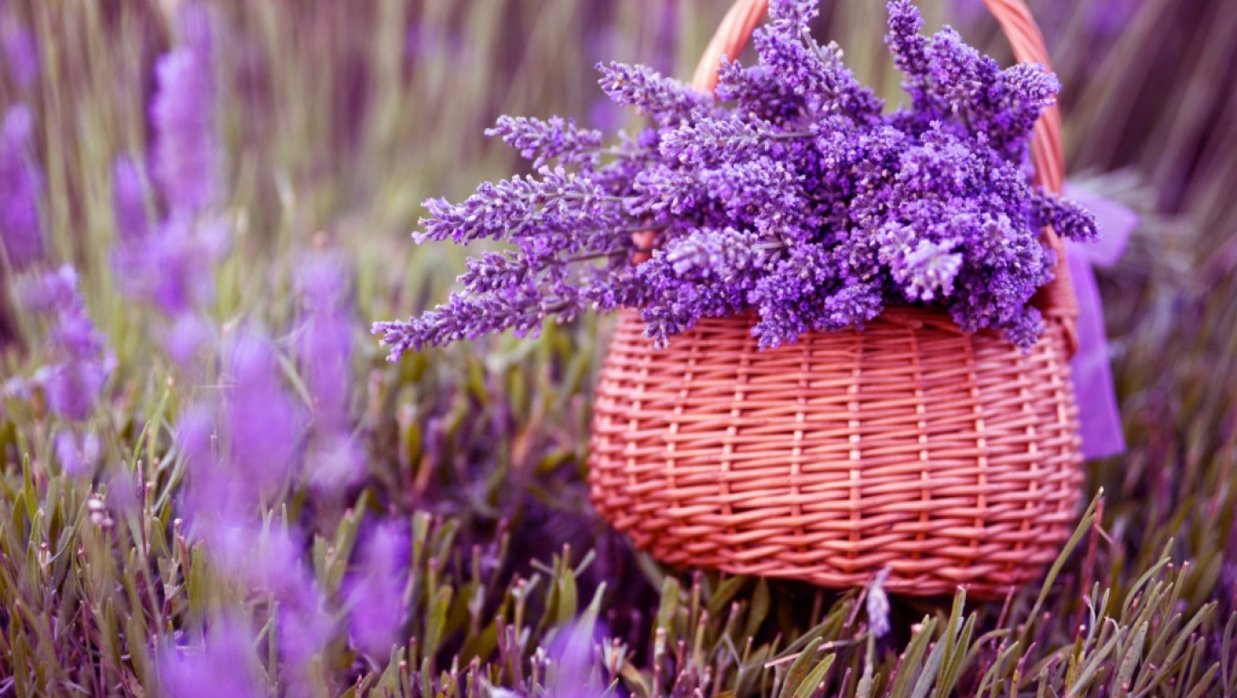 Hình Ảnh Hoa Oải Hương Lavender Đẹp Ý Nghĩa Nhất
