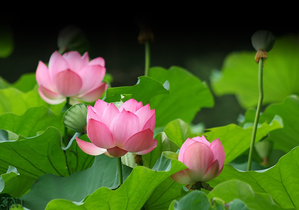 Chia sẻ với hơn 101 ảnh hoa sen đẹp làm hình nền mới nhất  Tin học Đông Hòa