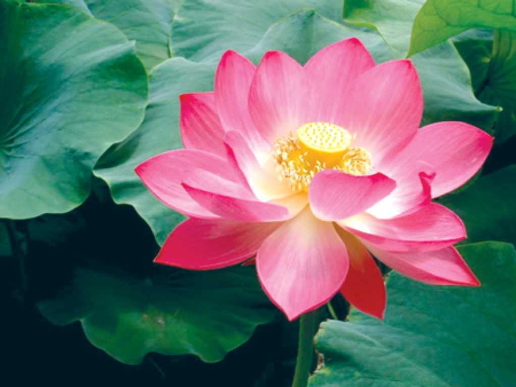 Hình ảnh hoa sen đẹp và tinh khiết nhất cho bạn đọc  Trung Tâm Đào Tạo  Việt Á