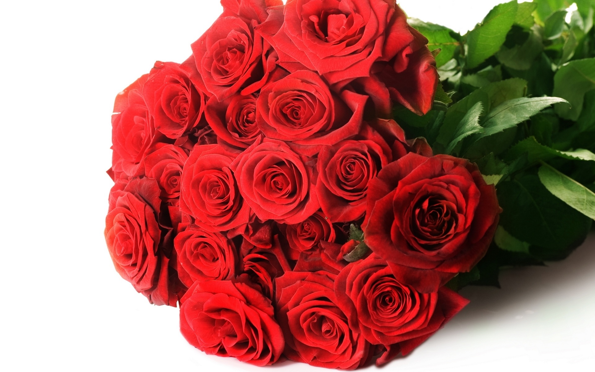 Top 101+hình ảnh hoa hồng đẹp,lãng mạn nhất thế giới - Elead