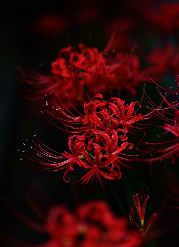 Top nhiều hơn 93 hình nền hoa bỉ ngạn 3d hay nhất - Tin học Đông Hòa