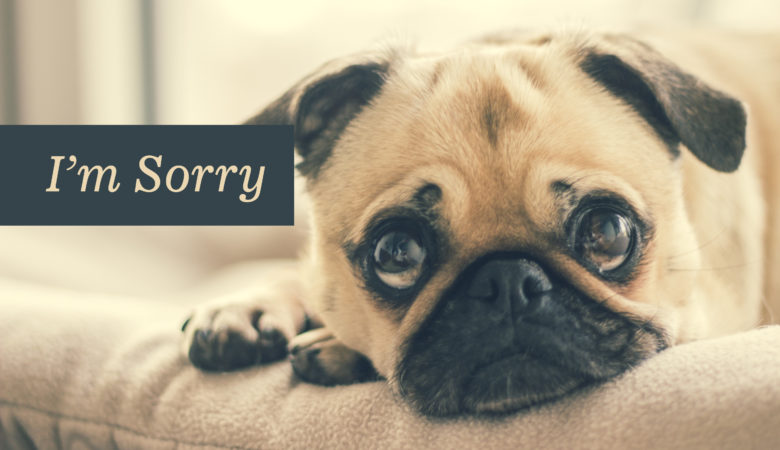 Hình ảnh chú chó buồn xin lỗi