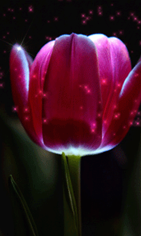 hinh anh dong hoa tulip dep 2 052341612 480x800 2