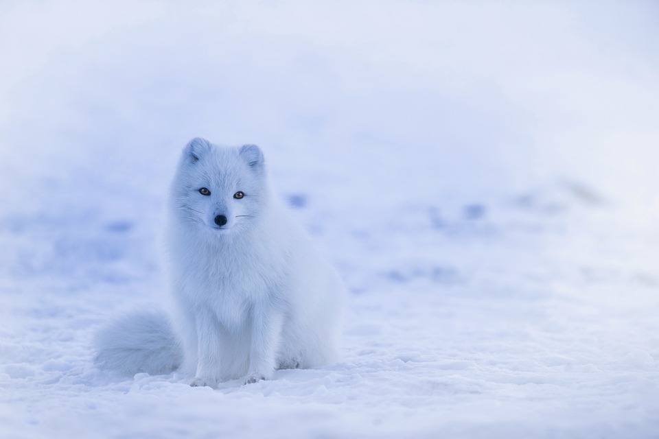 Hình ảnh động vật vào mùa đông