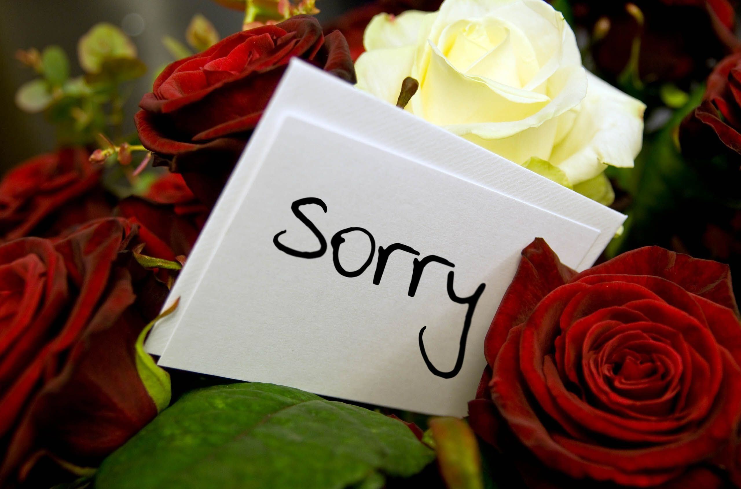 Hình ảnh hoa hồng và thiệp xin lỗi