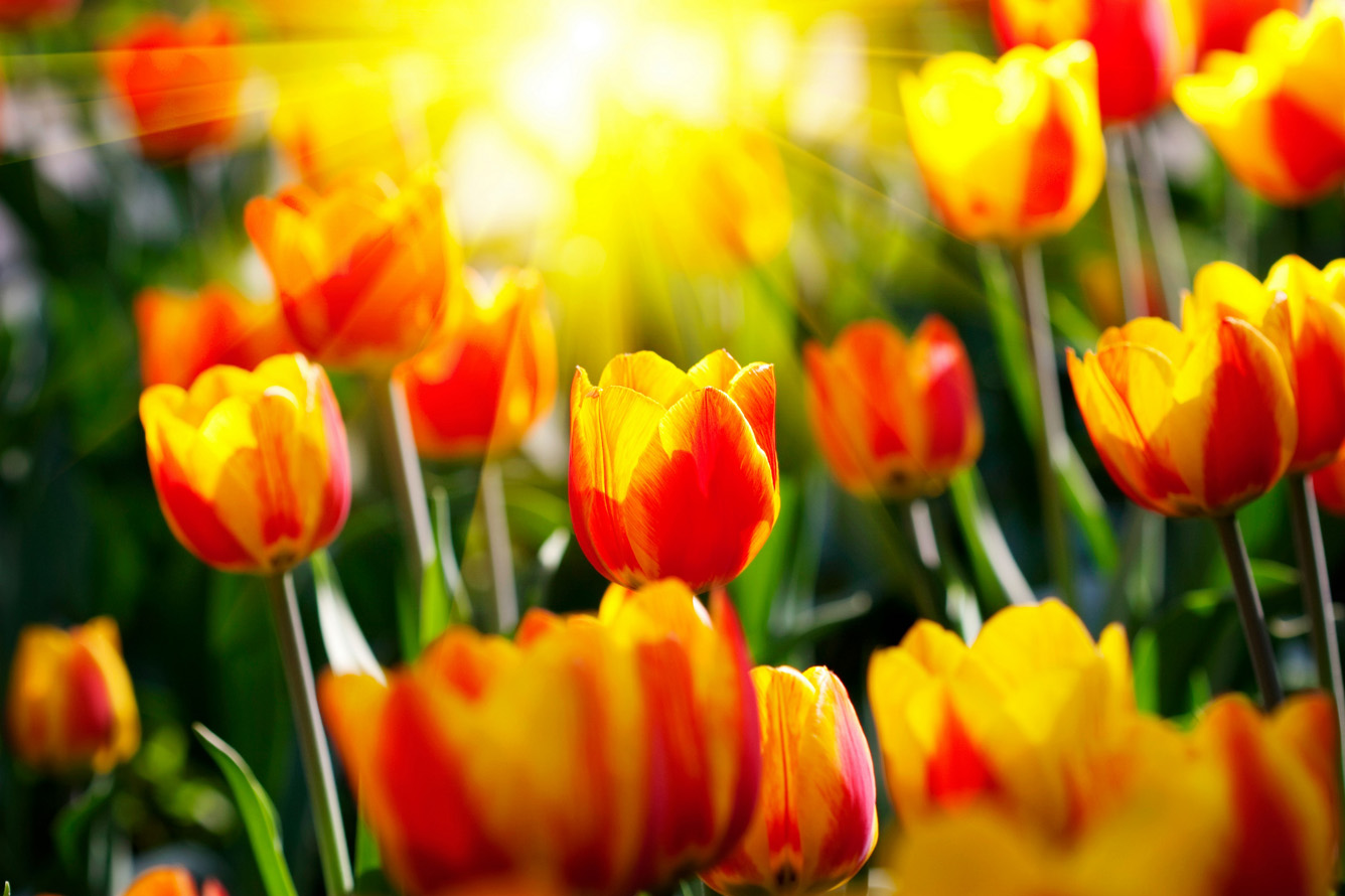 Ngỡ Ngàng Hình Ảnh Hoa Tulip Đẹp Cho Hình Nền Máy Tính, Điện Thoại