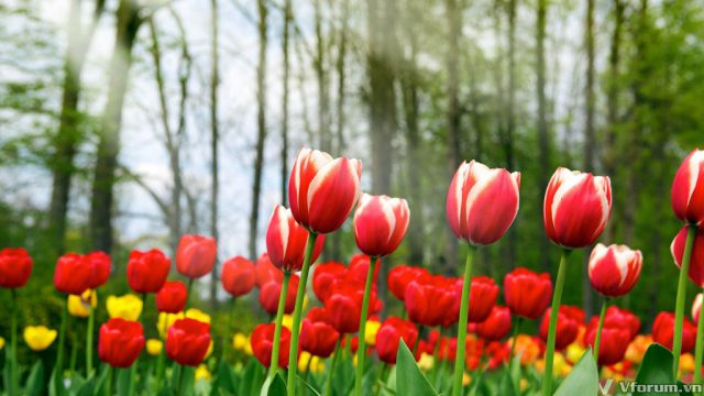 Hinh-anh-Hoa-Tulip-đep