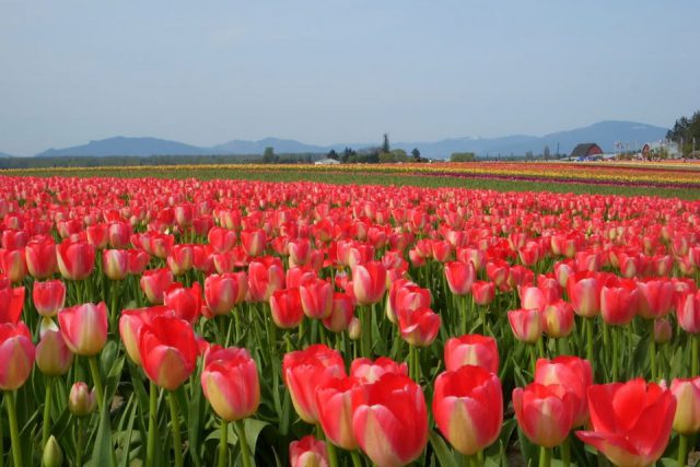 Hinh-anh-Hoa-Tulip-đep
