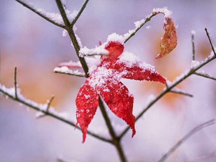Hình ảnh mùa đông đẹp lạnh lãng mạn-6