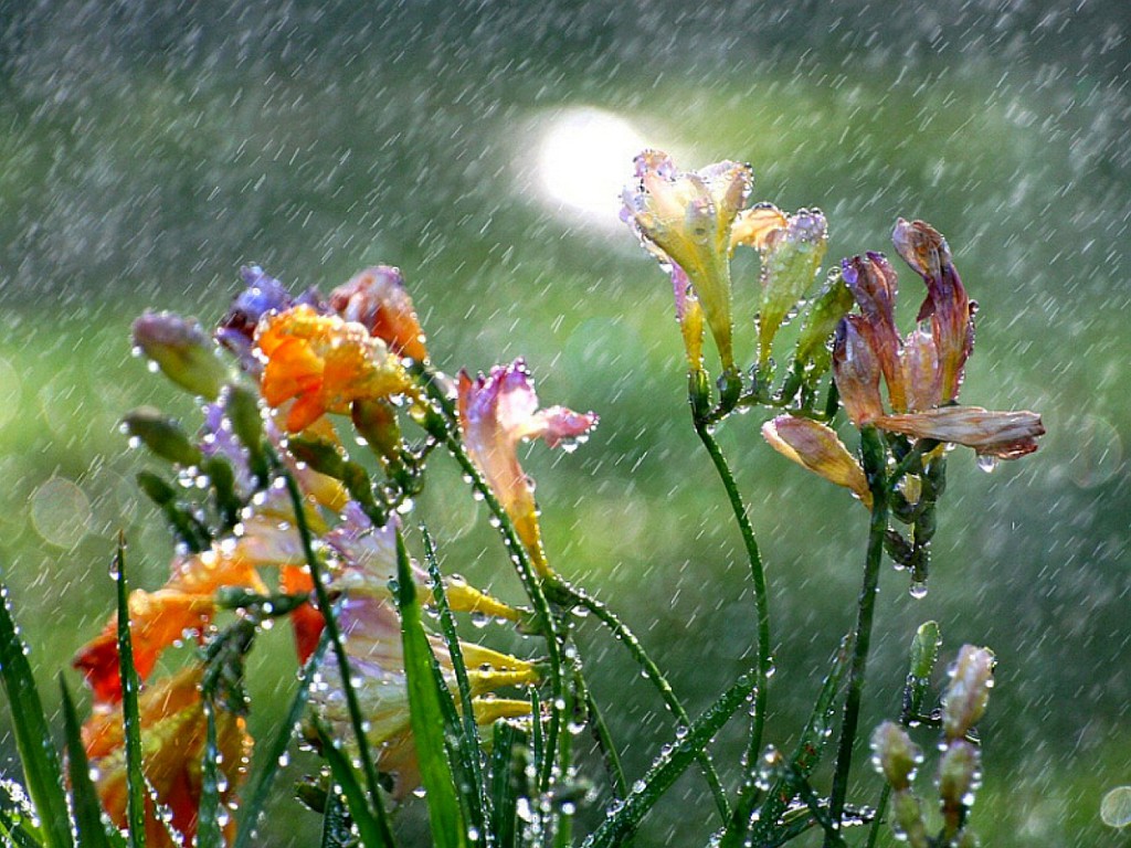 Hình ảnh những bông hoa dưới mưa đẹp