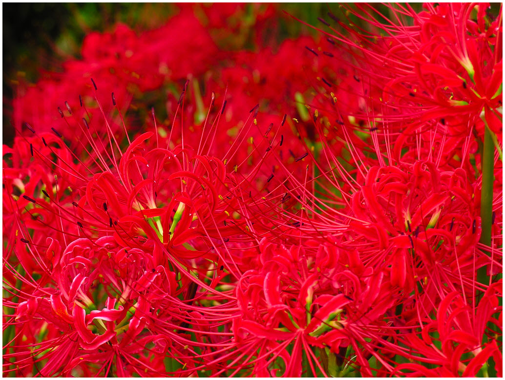 Chi tiết hơn 58 về hình hoa đỏ hay nhất  Du học Akina
