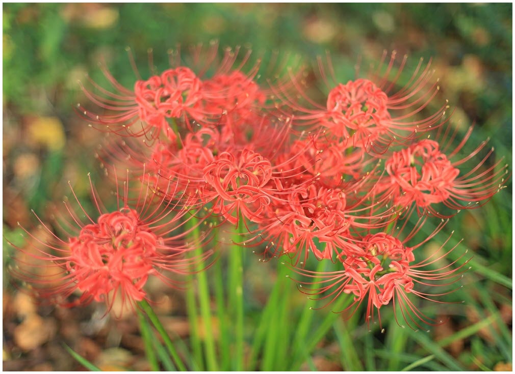 Top 101+hình ảnh hoa Bỉ Ngạn đỏ đẹp lung linh
