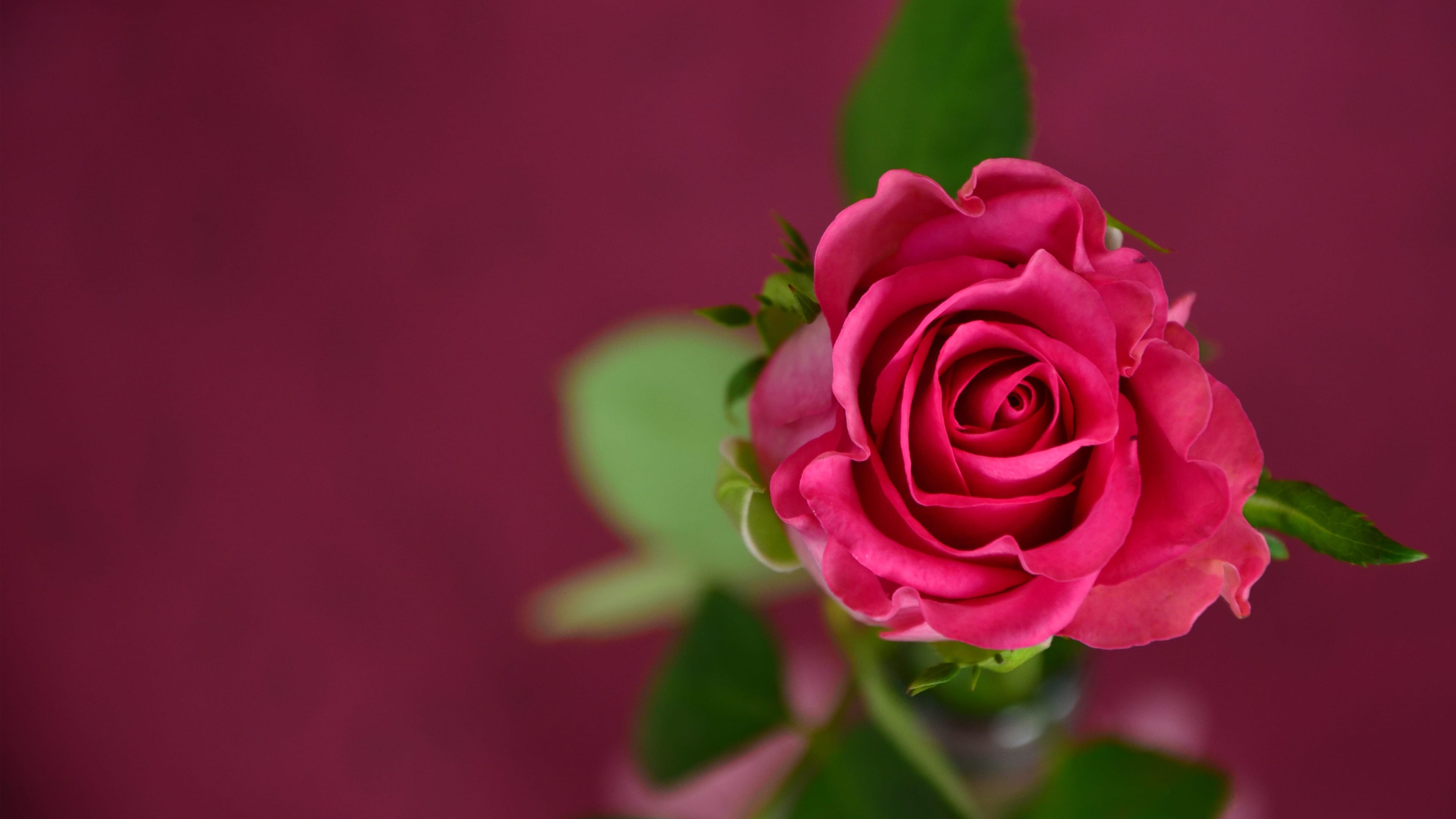 Hình nền full HD 1080 hoa hồng đẹp