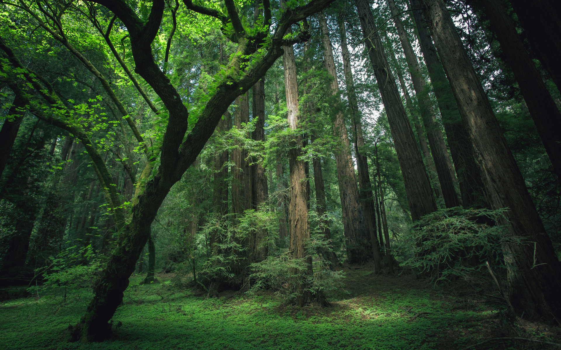Hình nền full HD 1080 cây đẹp rừng sâu
