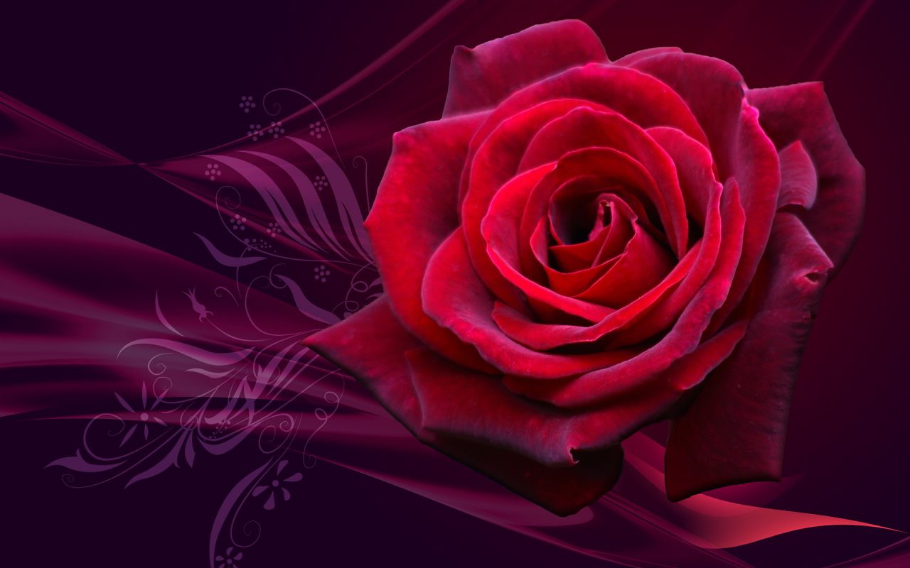 Top hơn 56 về hình nền hoa hồng đỏ mới nhất - Du học Akina