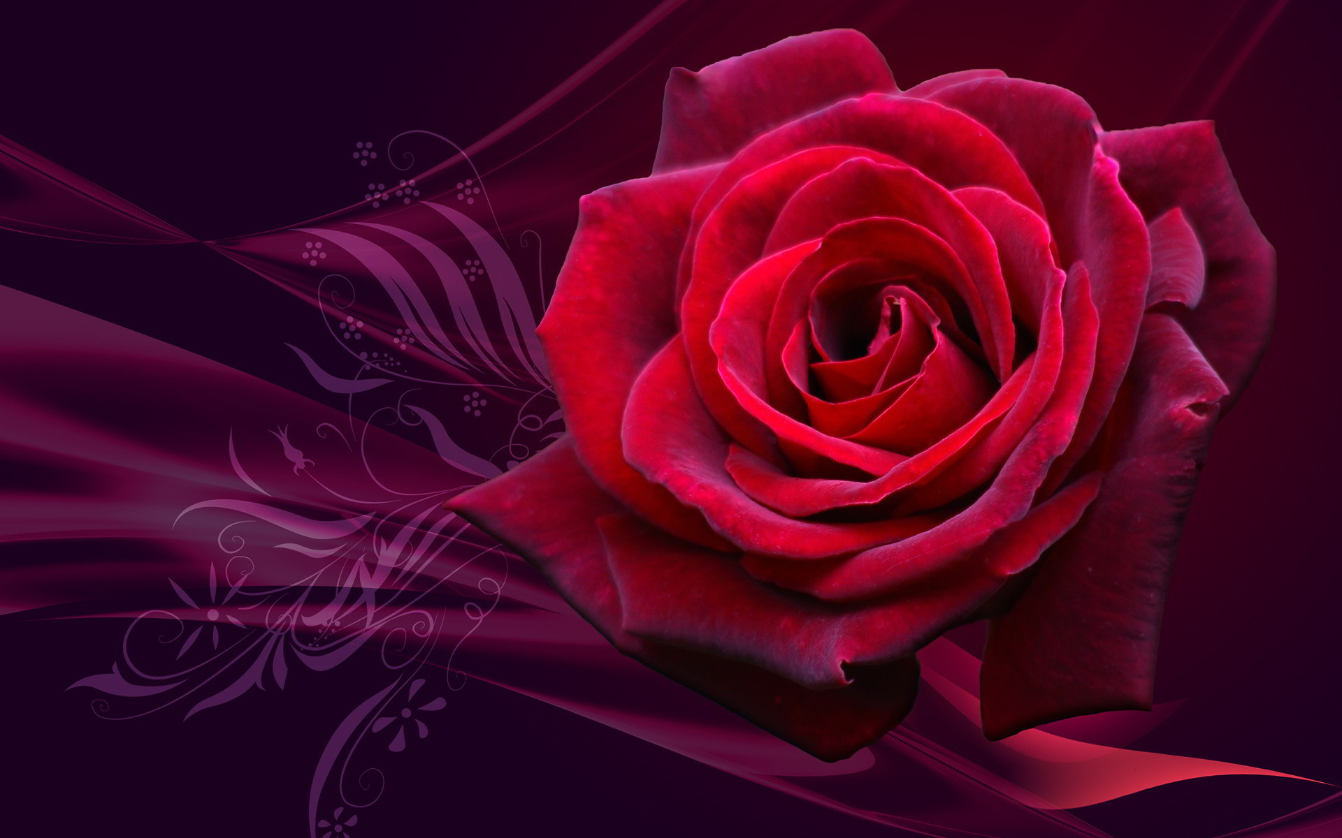 Top 101 hình nền hoa hồng đẹp nhất dùng cho máy tính điện thoại