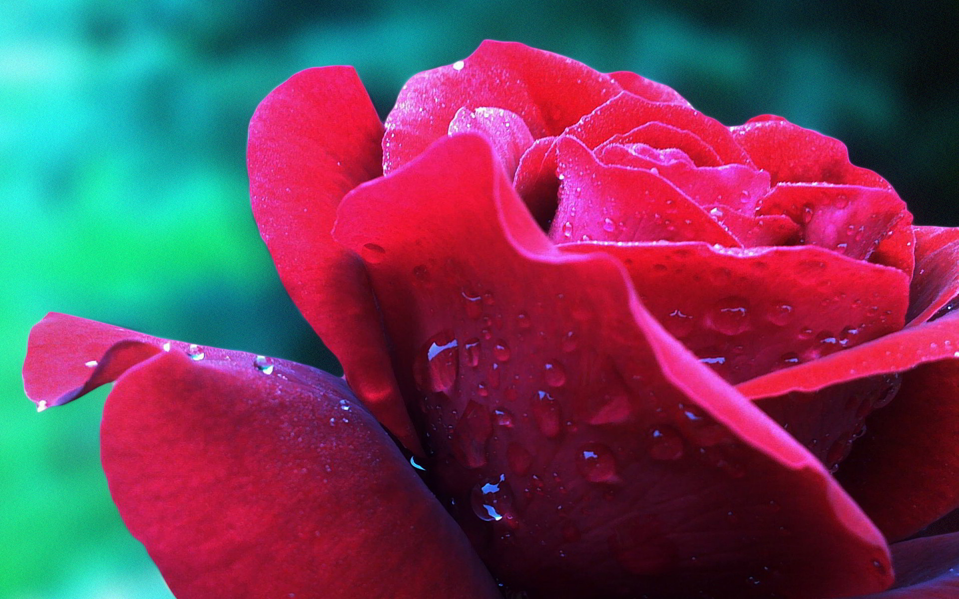[Trọn Bộ] Hình nền Hoa Hồng đẹp lãng mạn tặng người yêu