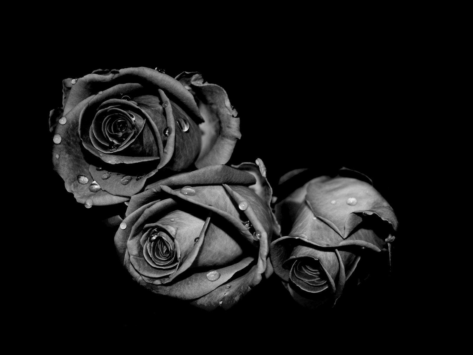 Hoa hồng đen đẹp và ý nghĩa đặc biệt của loài hoa hồng bất tử