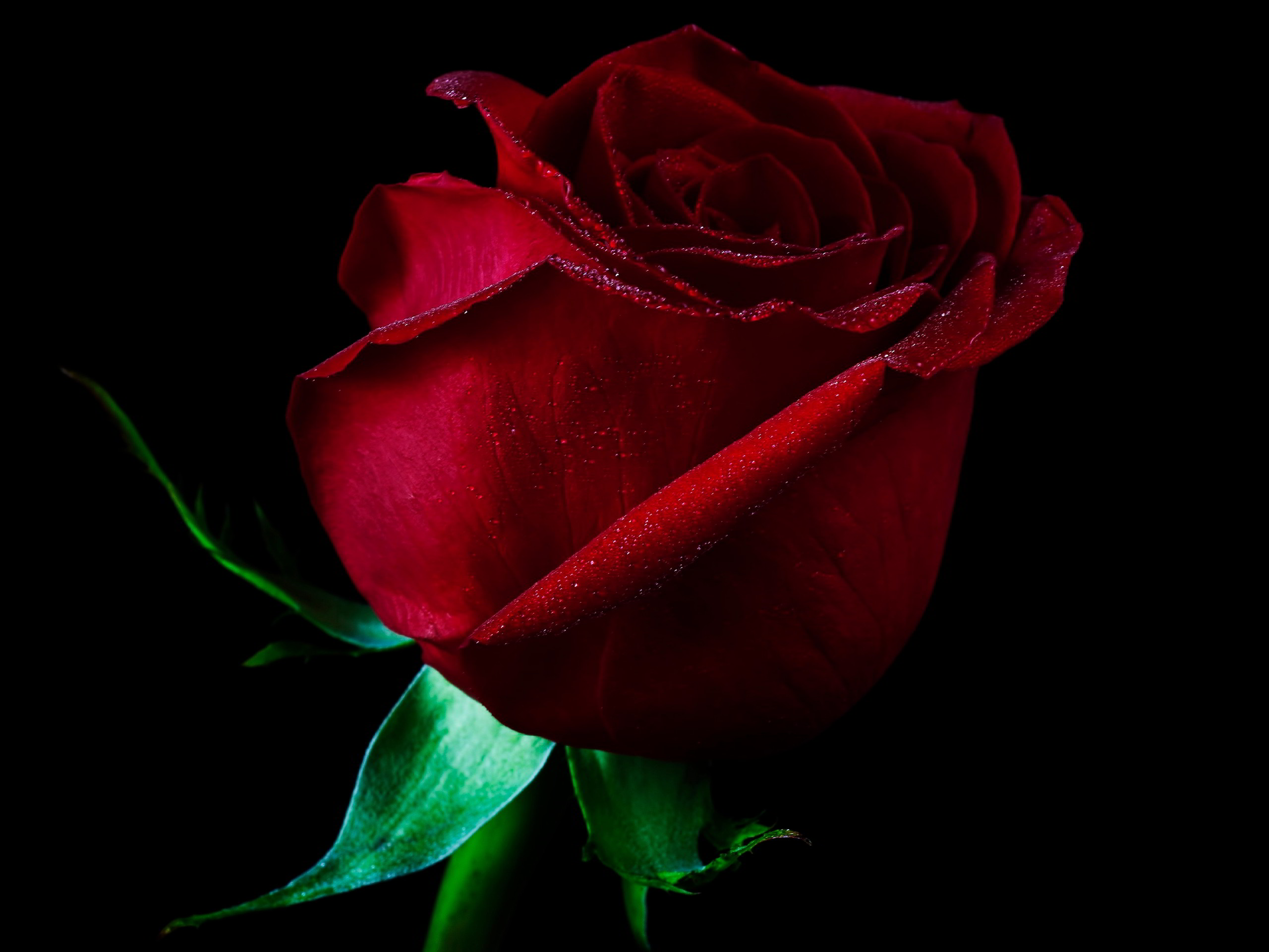 100 Hình nền ảnh hoa hồng đẹp full HD cho máy tính điện thoại