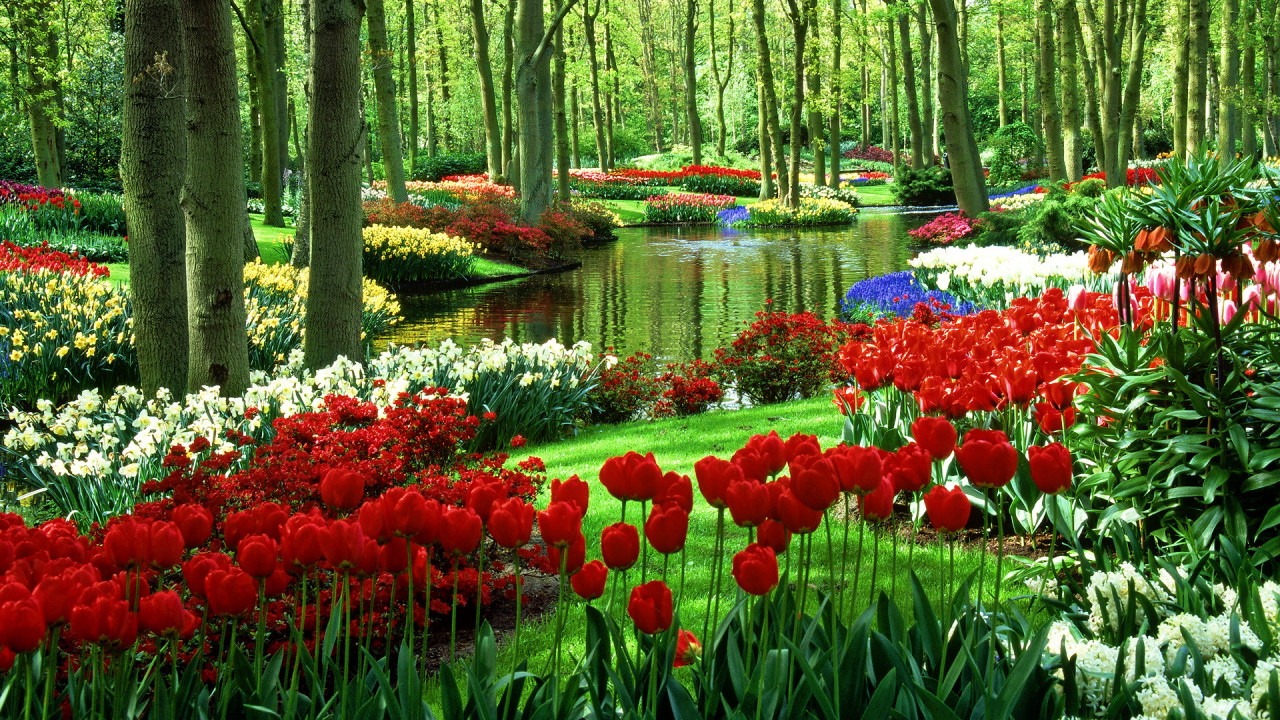 Ngỡ Ngàng Hình Hình ảnh Hoa Tulip Đẹp Cho Hình Nền Máy Tính, Điện Thoại