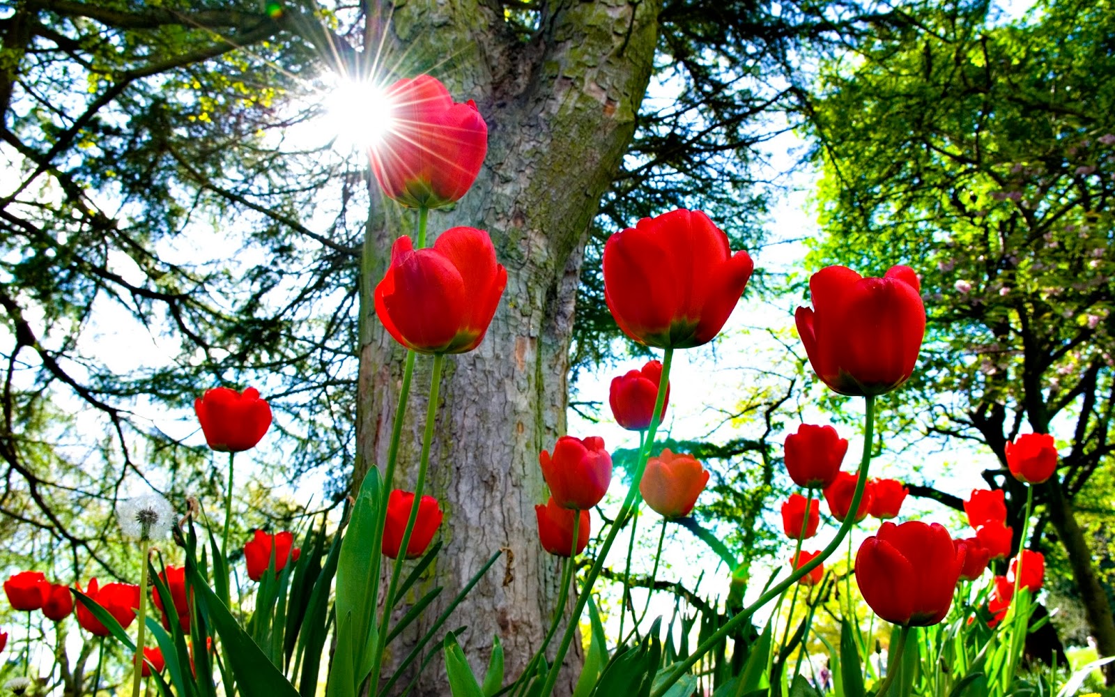 Ngỡ Ngàng Hình Ảnh Hoa Tulip Đẹp Cho Hình Nền Máy Tính, Điện Thoại