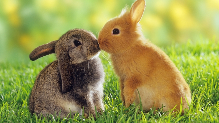 Hình nền những chú thỏ con vô cùng đáng yêu và ngộ nghĩnh mà bạn sẽ thích ngay 1