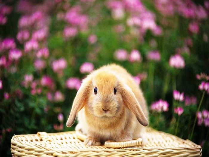 Hình ảnh chú thỏ đẹp nhất và hài hước nhất mà bạn sẽ thích ngay lập tức 11