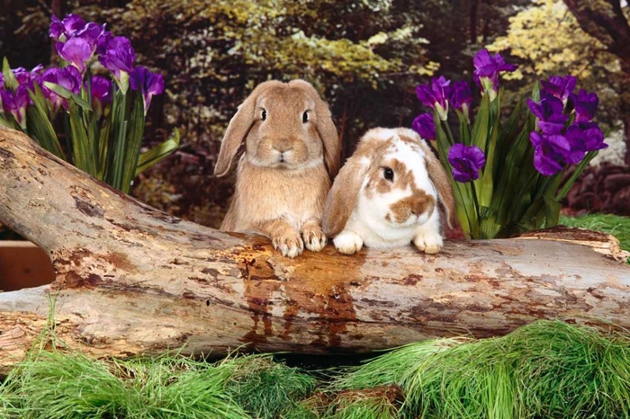 Hình ảnh chú thỏ đẹp và ngộ nghĩnh nhất mà bạn sẽ yêu thích 12