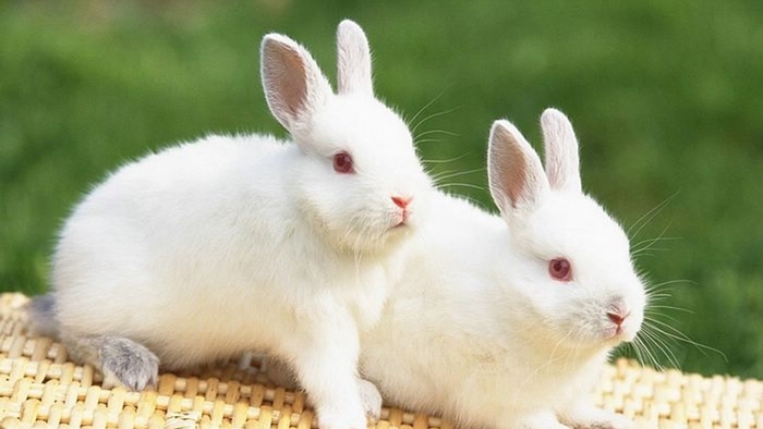 Hình nền những chú thỏ con vô cùng đáng yêu và ngộ nghĩnh mà bạn sẽ thích ngay 2