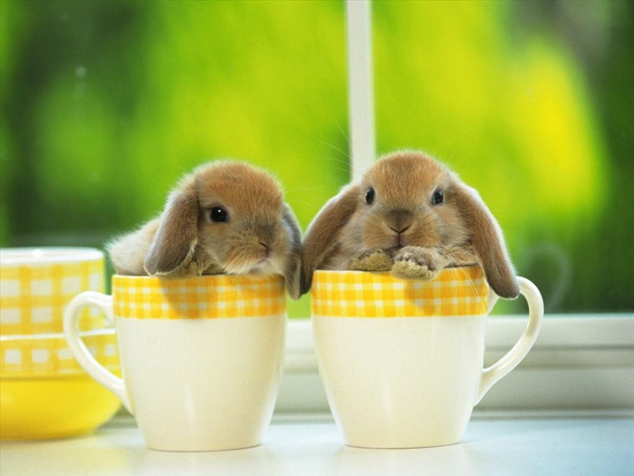Hình nền những chú thỏ con vô cùng đáng yêu và ngộ nghĩnh mà bạn sẽ thích ngay 4