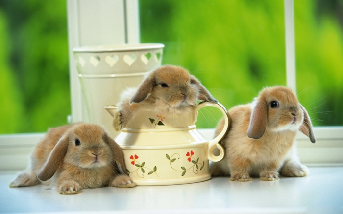 Hình nền những chú thỏ con vô cùng đáng yêu và ngộ nghĩnh mà bạn sẽ thích ngay 55