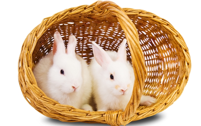 Hình nền những chú thỏ con vô cùng đáng yêu và ngộ nghĩnh mà bạn sẽ thích ngay 6