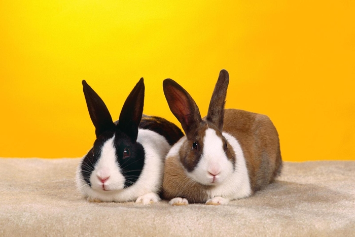 Hình ảnh chú thỏ đẹp và ngộ nghĩnh nhất mà bạn sẽ yêu thích 7