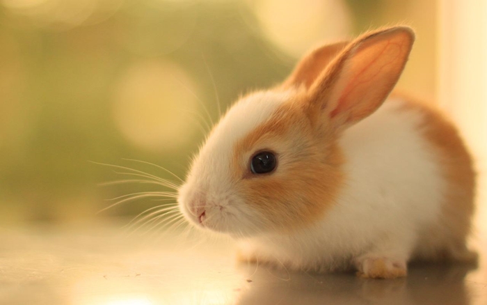 Hình ảnh chú thỏ ngộ nghĩnh và đẹp nhất mà bạn sẽ yêu thích 8