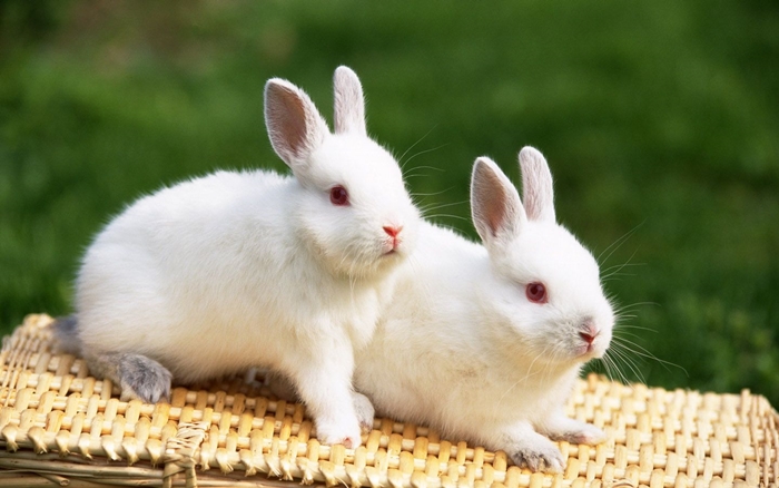 Hình ảnh chú thỏ đẹp và ngộ nghĩnh nhất mà bạn sẽ yêu thích 9