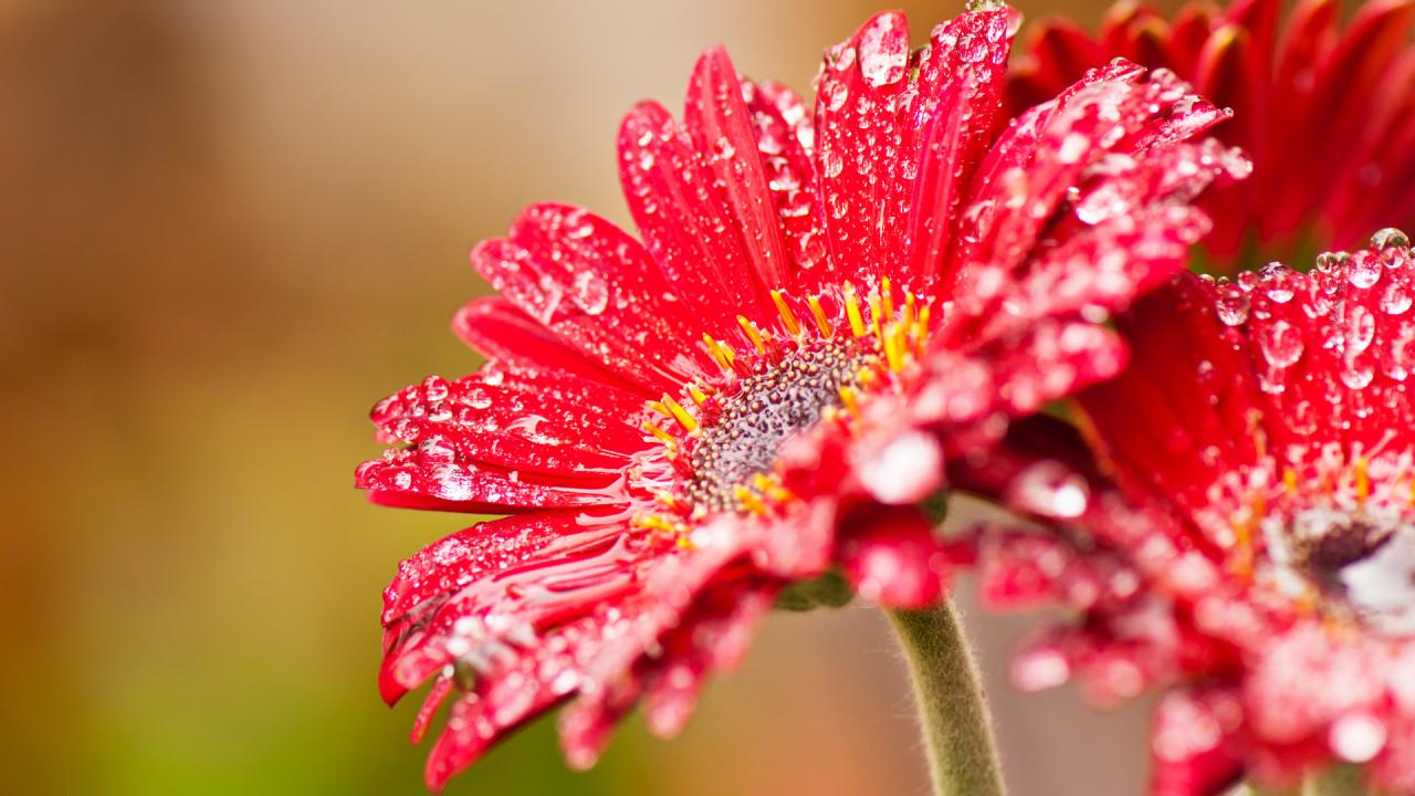 Cập nhật 98+ đẹp nhất ảnh hoa đẹp tự nhiên hay nhất - Tin Học Vui