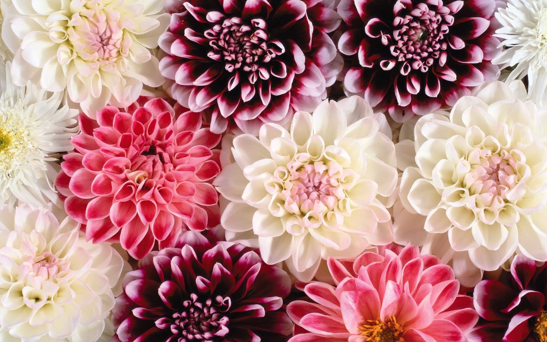 100 ảnh nền hoa phượng đẹp full HD và ý nghĩa hoa phượng