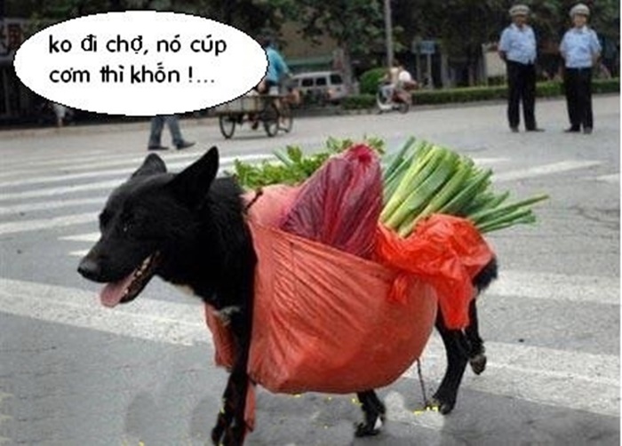 Những hình ảnh hài hước, vui nhộn ở Việt Nam - Hình 5