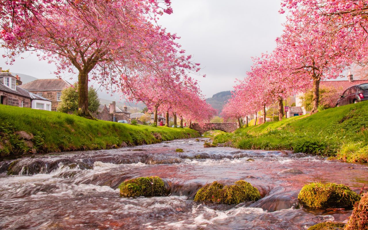 150 Hình nền hoa anh đào tuyệt đẹp cho màn hình máy tính | Hoa Sakura  wallpaper | VFO.VN