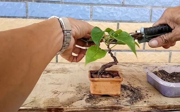 Cây bồ đề bonsai