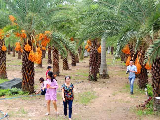 Vườn chà là lớn nhất Việt Nam