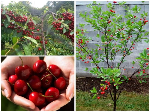 Cây cherry: Đặc điểm, ý nghĩa và cách trồng nhanh ra quả