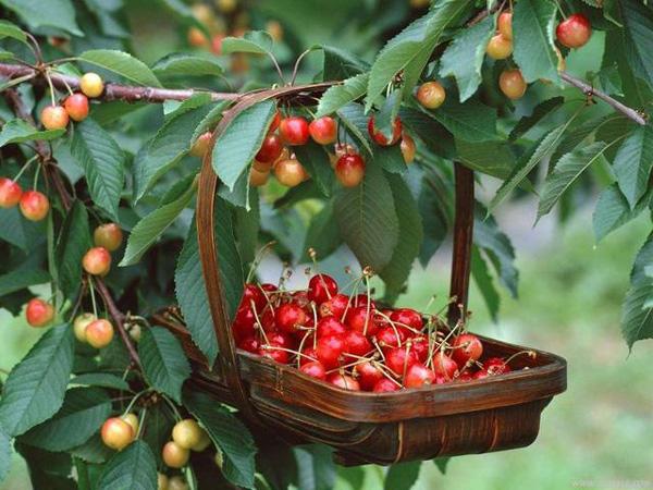 Cây cherry trồng bao nhiêu năm có trái?