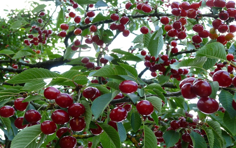 Các vườn cây cherry ở Việt Nam